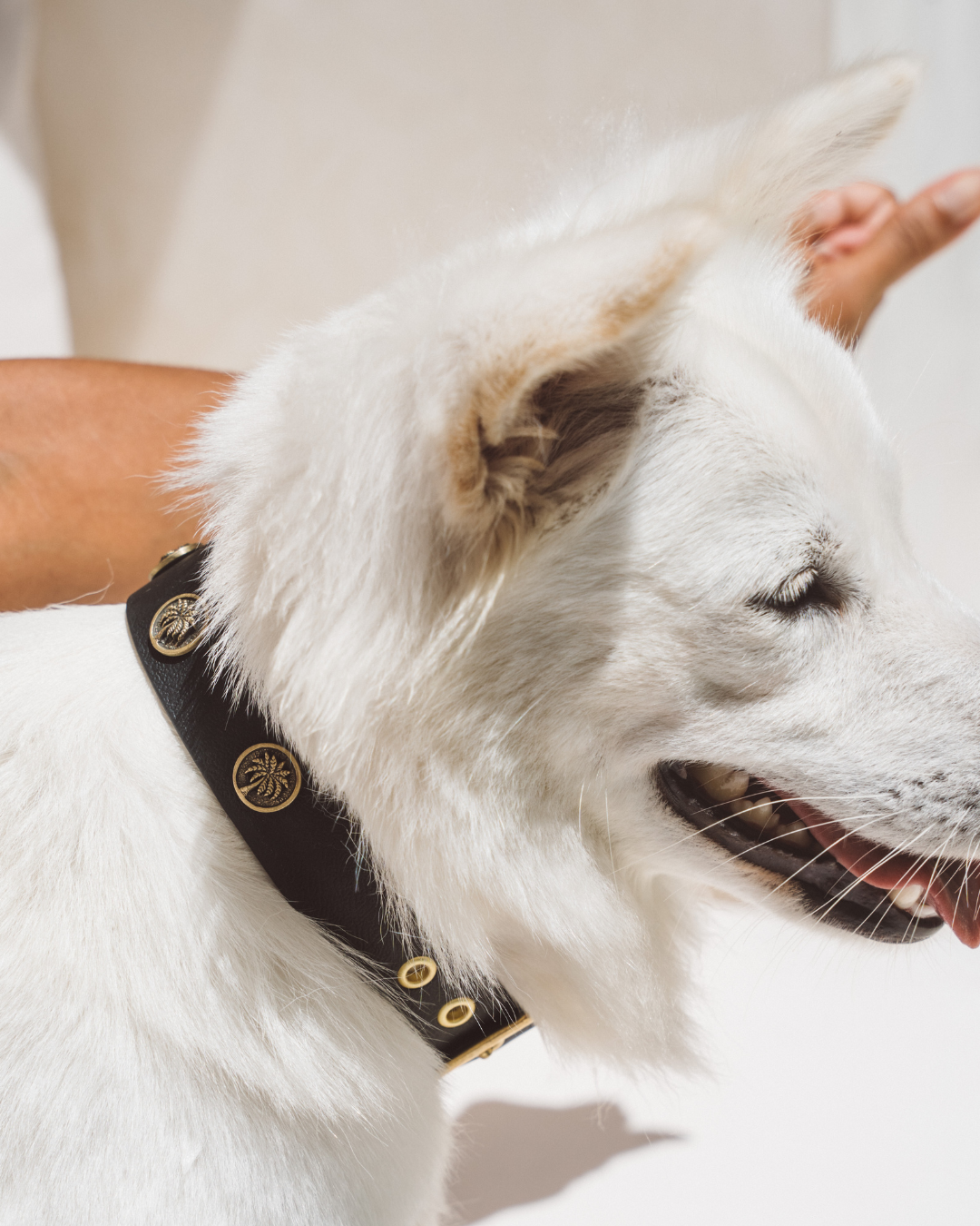 white dog wearing a black collar with gold palm tree charms and hardware