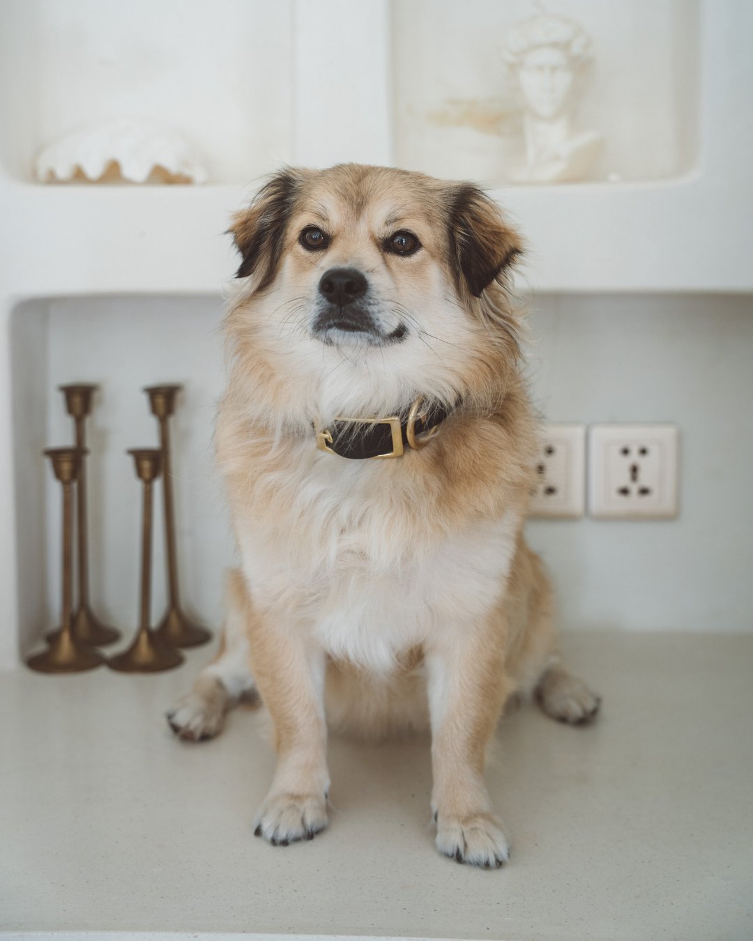 Dog wearing a black BioThane collar