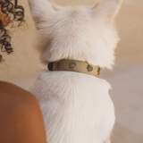 Halsband Ocean