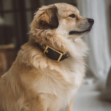 BioThane® Halsband